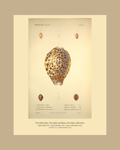 Cypræa tigris, Cypræa pacifica and Cypræa subrostrata — Porcelaine tigre, Porcelaine pacifique and Porcelaine subrostrée, hand-engraved plate 45 from Kiener, Coquilles vivantes, Paris.