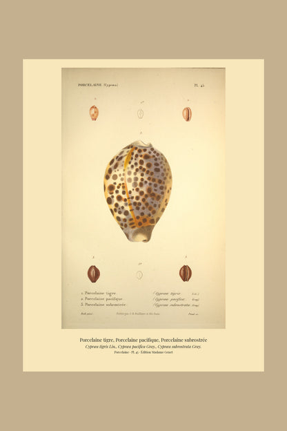 Cypræa tigris, Cypræa pacifica and Cypræa subrostrata — Porcelaine tigre, Porcelaine pacifique and Porcelaine subrostrée, hand-engraved plate 45 from Kiener, Coquilles vivantes, Paris.