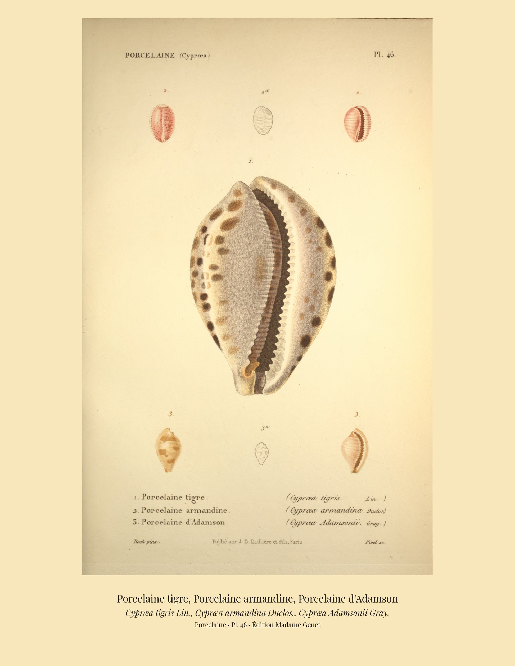 Cypræa tigris, Cypræa armandina and Cypræa Adamsonii — Porcelaine tigre, Porcelaine armandine and Porcelaine d'Adamson, hand-engraved plate 46 from Kiener, Coquilles vivantes, Paris.