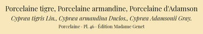 Cypræa tigris, Cypræa armandina and Cypræa Adamsonii — Porcelaine tigre, Porcelaine armandine and Porcelaine d'Adamson, hand-engraved plate 46 from Kiener, Coquilles vivantes, Paris.