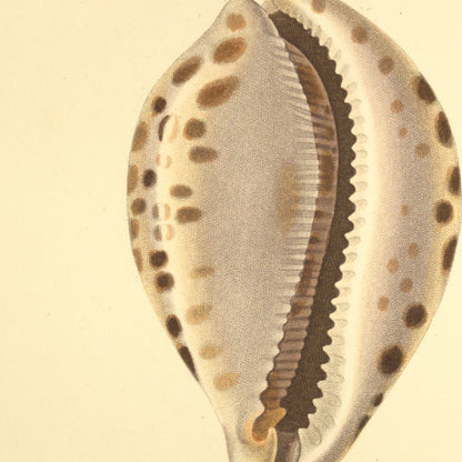 Cypræa tigris, Cypræa armandina and Cypræa Adamsonii — Porcelaine tigre, Porcelaine armandine and Porcelaine d'Adamson, hand-engraved plate 46 from Kiener, Coquilles vivantes, Paris.