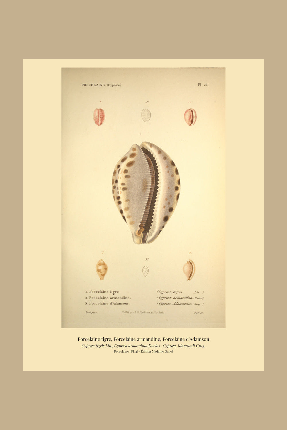 Cypræa tigris, Cypræa armandina and Cypræa Adamsonii — Porcelaine tigre, Porcelaine armandine and Porcelaine d'Adamson, hand-engraved plate 46 from Kiener, Coquilles vivantes, Paris.