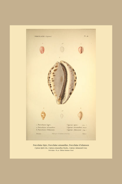 Cypræa tigris, Cypræa armandina and Cypræa Adamsonii — Porcelaine tigre, Porcelaine armandine and Porcelaine d'Adamson, hand-engraved plate 46 from Kiener, Coquilles vivantes, Paris.