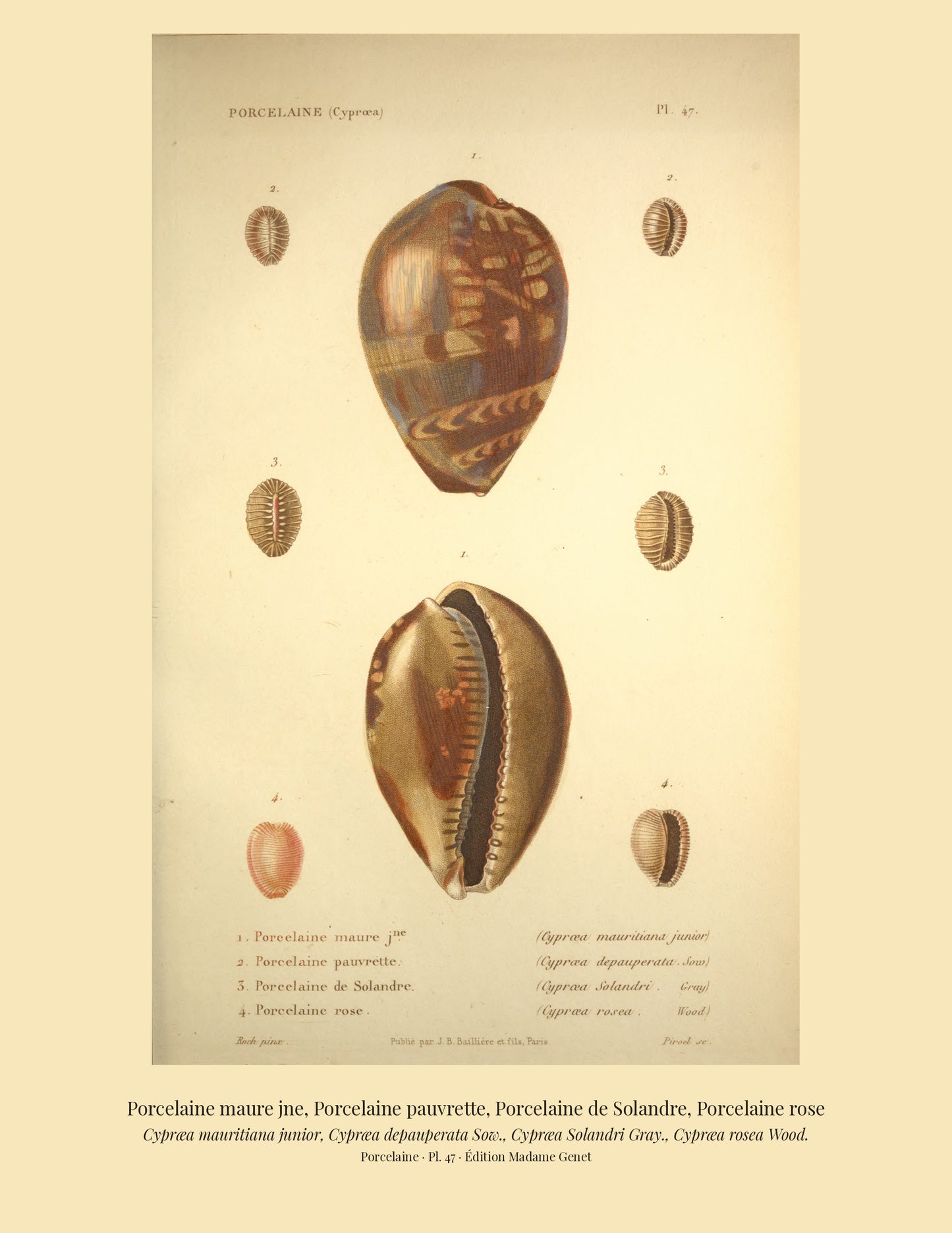 Cypræa mauritiana junior, Cypræa depauperata, Cypræa Solandri and Cypræa rosea — Porcelaine maure jne, Porcelaine pauvrette, Porcelaine de Solandre and Porcelaine rose, hand-engraved plate 47 from Kiener, Coquilles vivantes, Paris.