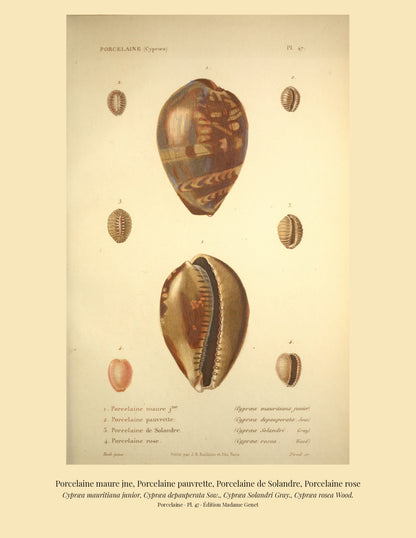 Cypræa mauritiana junior, Cypræa depauperata, Cypræa Solandri and Cypræa rosea — Porcelaine maure jne, Porcelaine pauvrette, Porcelaine de Solandre and Porcelaine rose, hand-engraved plate 47 from Kiener, Coquilles vivantes, Paris.