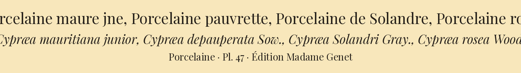 Cypræa mauritiana junior, Cypræa depauperata, Cypræa Solandri and Cypræa rosea — Porcelaine maure jne, Porcelaine pauvrette, Porcelaine de Solandre and Porcelaine rose, hand-engraved plate 47 from Kiener, Coquilles vivantes, Paris.