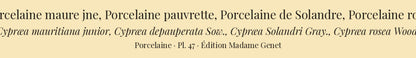 Cypræa mauritiana junior, Cypræa depauperata, Cypræa Solandri and Cypræa rosea — Porcelaine maure jne, Porcelaine pauvrette, Porcelaine de Solandre and Porcelaine rose, hand-engraved plate 47 from Kiener, Coquilles vivantes, Paris.