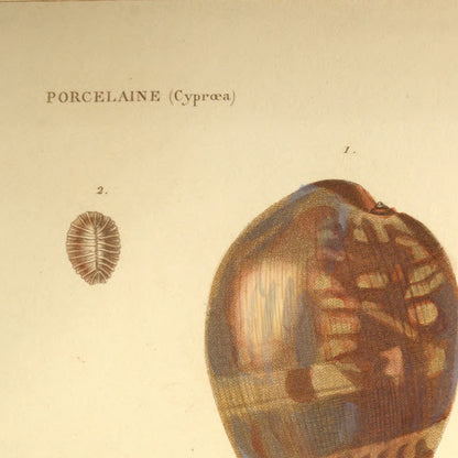 Cypræa mauritiana junior, Cypræa depauperata, Cypræa Solandri and Cypræa rosea — Porcelaine maure jne, Porcelaine pauvrette, Porcelaine de Solandre and Porcelaine rose, hand-engraved plate 47 from Kiener, Coquilles vivantes, Paris.