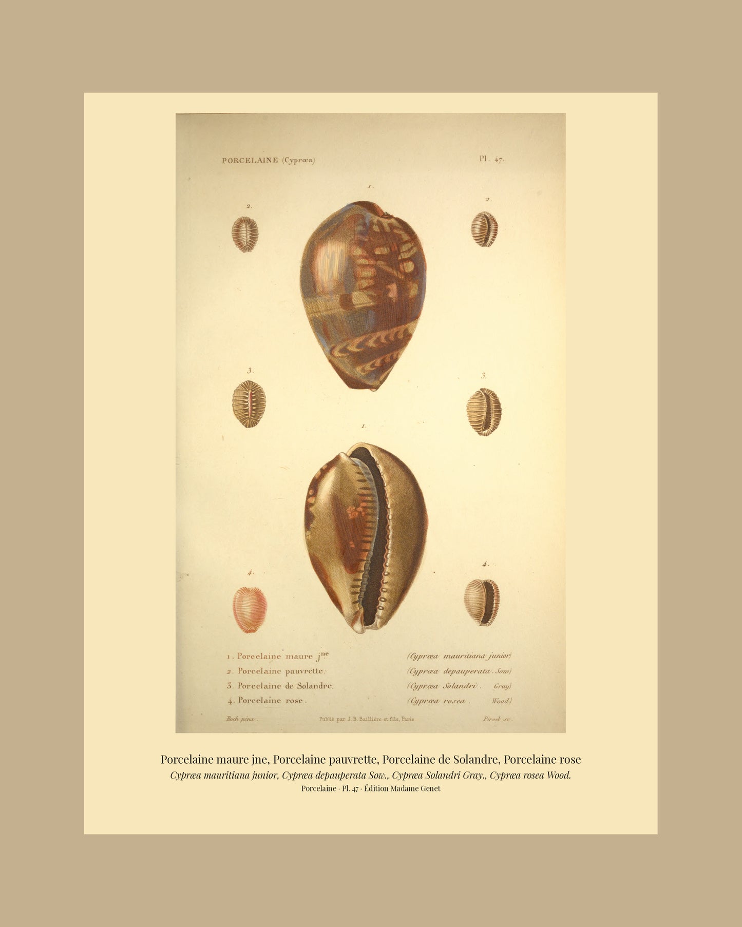 Cypræa mauritiana junior, Cypræa depauperata, Cypræa Solandri and Cypræa rosea — Porcelaine maure jne, Porcelaine pauvrette, Porcelaine de Solandre and Porcelaine rose, hand-engraved plate 47 from Kiener, Coquilles vivantes, Paris.