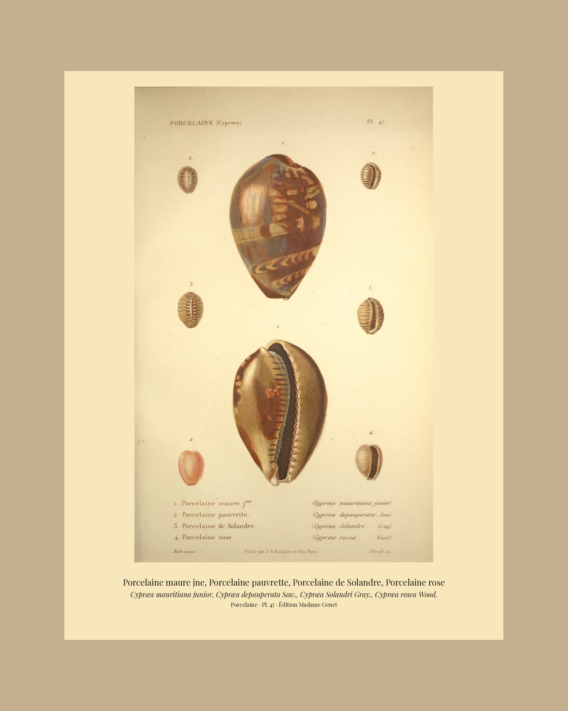 Cypræa mauritiana junior, Cypræa depauperata, Cypræa Solandri and Cypræa rosea — Porcelaine maure jne, Porcelaine pauvrette, Porcelaine de Solandre and Porcelaine rose, hand-engraved plate 47 from Kiener, Coquilles vivantes, Paris.