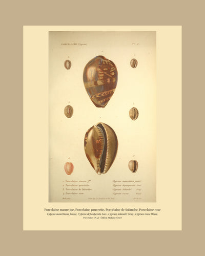 Cypræa mauritiana junior, Cypræa depauperata, Cypræa Solandri and Cypræa rosea — Porcelaine maure jne, Porcelaine pauvrette, Porcelaine de Solandre and Porcelaine rose, hand-engraved plate 47 from Kiener, Coquilles vivantes, Paris.