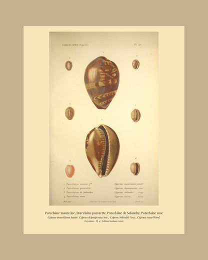 Cypræa mauritiana junior, Cypræa depauperata, Cypræa Solandri and Cypræa rosea — Porcelaine maure jne, Porcelaine pauvrette, Porcelaine de Solandre and Porcelaine rose, hand-engraved plate 47 from Kiener, Coquilles vivantes, Paris.