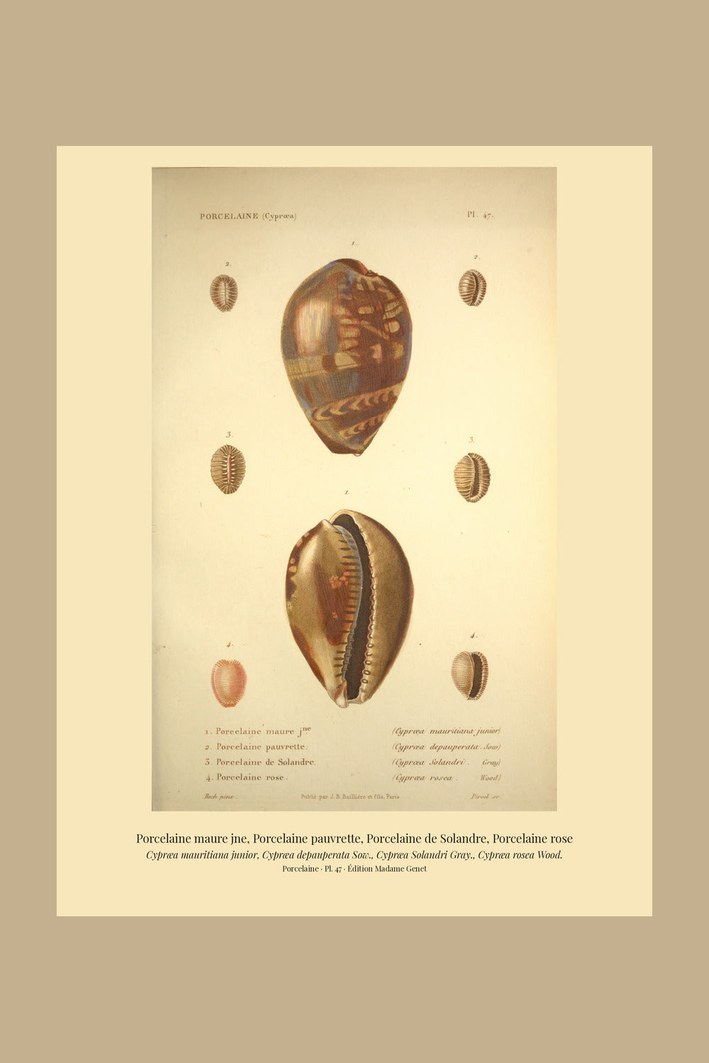 Cypræa mauritiana junior, Cypræa depauperata, Cypræa Solandri and Cypræa rosea — Porcelaine maure jne, Porcelaine pauvrette, Porcelaine de Solandre and Porcelaine rose, hand-engraved plate 47 from Kiener, Coquilles vivantes, Paris.