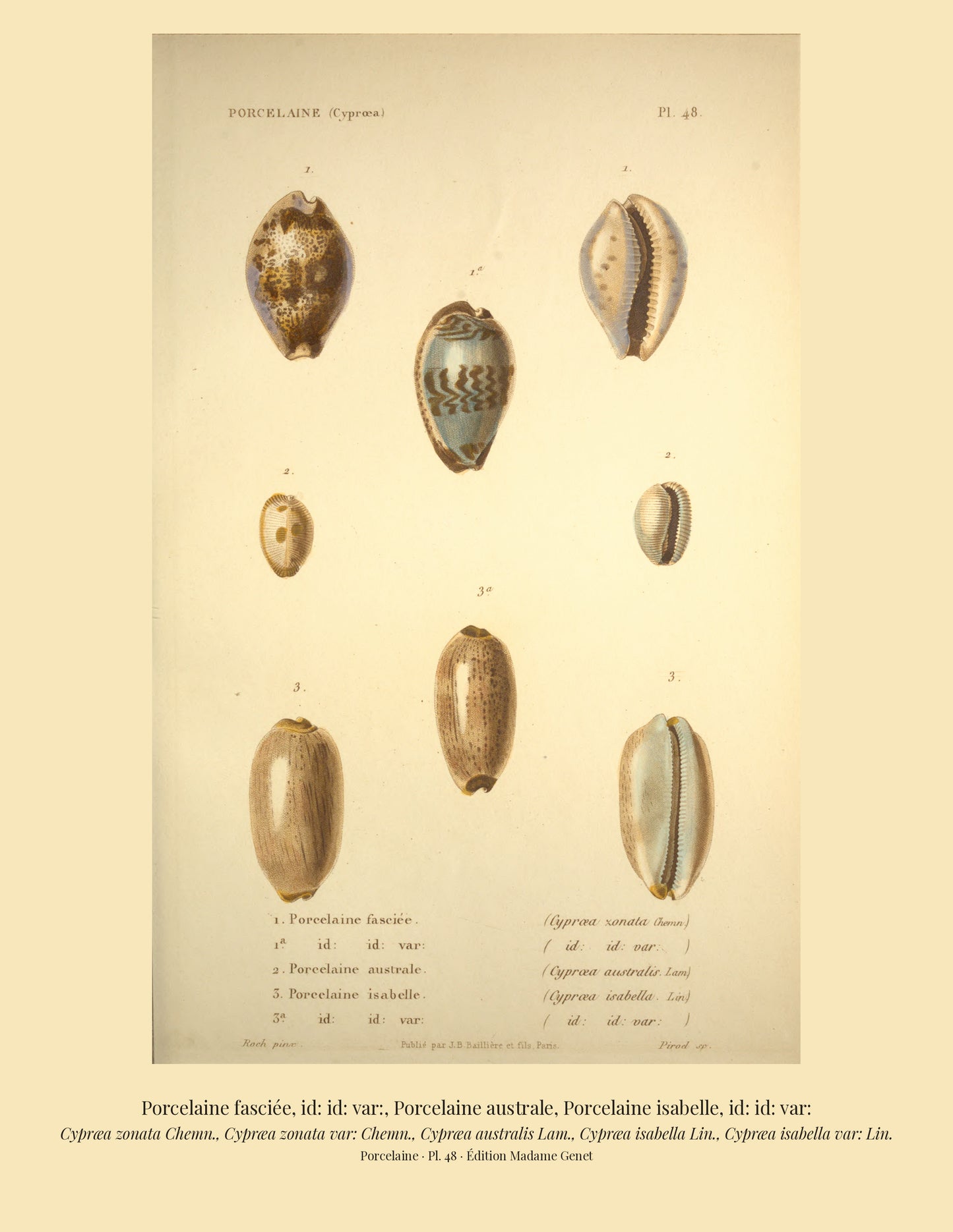 Cypræa zonata, Cypræa zonata var:, Cypræa australis, Cypræa isabella and Cypræa isabella var: — Porcelaine fasciée, id: id: var:, Porcelaine australe, Porcelaine isabelle and id: id: var:, hand-engraved plate 48 from Kiener, Coquilles vivantes, Paris.
