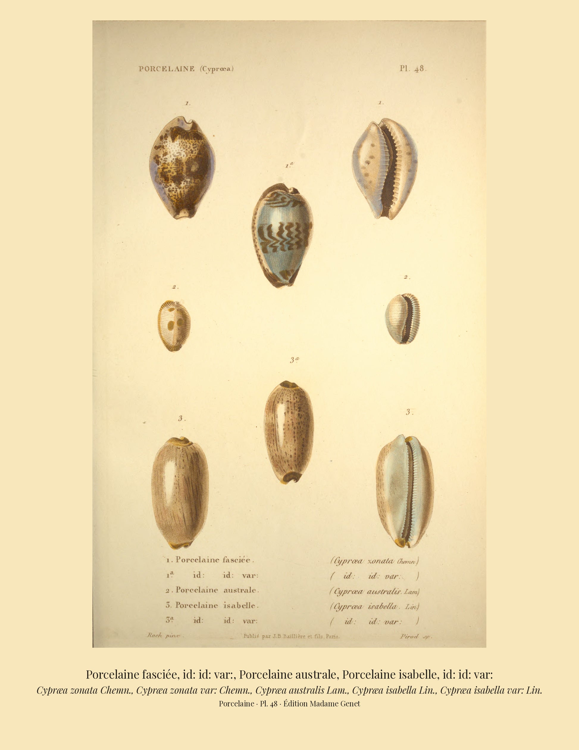 Cypræa zonata, Cypræa zonata var:, Cypræa australis, Cypræa isabella and Cypræa isabella var: — Porcelaine fasciée, id: id: var:, Porcelaine australe, Porcelaine isabelle and id: id: var:, hand-engraved plate 48 from Kiener, Coquilles vivantes, Paris.