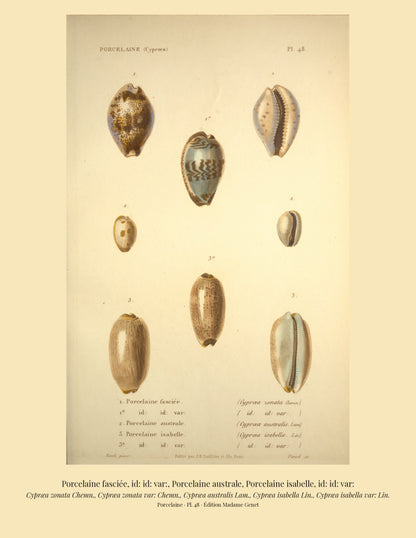 Cypræa zonata, Cypræa zonata var:, Cypræa australis, Cypræa isabella and Cypræa isabella var: — Porcelaine fasciée, id: id: var:, Porcelaine australe, Porcelaine isabelle and id: id: var:, hand-engraved plate 48 from Kiener, Coquilles vivantes, Paris.