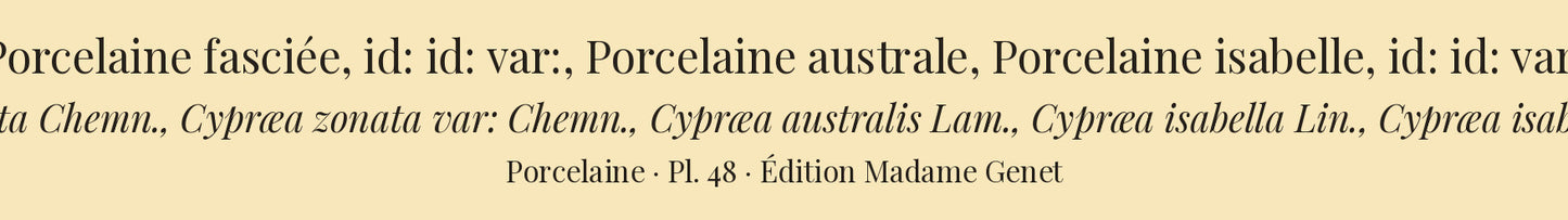 Cypræa zonata, Cypræa zonata var:, Cypræa australis, Cypræa isabella and Cypræa isabella var: — Porcelaine fasciée, id: id: var:, Porcelaine australe, Porcelaine isabelle and id: id: var:, hand-engraved plate 48 from Kiener, Coquilles vivantes, Paris.