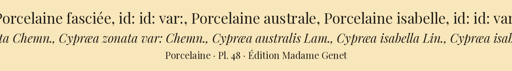 Cypræa zonata, Cypræa zonata var:, Cypræa australis, Cypræa isabella and Cypræa isabella var: — Porcelaine fasciée, id: id: var:, Porcelaine australe, Porcelaine isabelle and id: id: var:, hand-engraved plate 48 from Kiener, Coquilles vivantes, Paris.