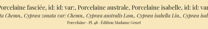 Cypræa zonata, Cypræa zonata var:, Cypræa australis, Cypræa isabella and Cypræa isabella var: — Porcelaine fasciée, id: id: var:, Porcelaine australe, Porcelaine isabelle and id: id: var:, hand-engraved plate 48 from Kiener, Coquilles vivantes, Paris.