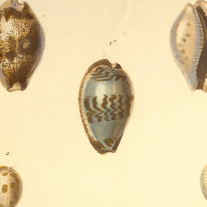 Cypræa zonata, Cypræa zonata var:, Cypræa australis, Cypræa isabella and Cypræa isabella var: — Porcelaine fasciée, id: id: var:, Porcelaine australe, Porcelaine isabelle and id: id: var:, hand-engraved plate 48 from Kiener, Coquilles vivantes, Paris.