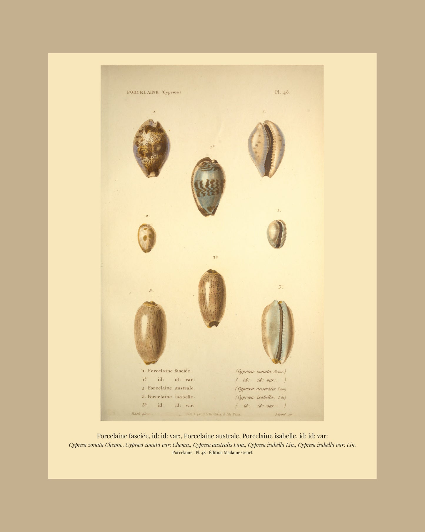 Cypræa zonata, Cypræa zonata var:, Cypræa australis, Cypræa isabella and Cypræa isabella var: — Porcelaine fasciée, id: id: var:, Porcelaine australe, Porcelaine isabelle and id: id: var:, hand-engraved plate 48 from Kiener, Coquilles vivantes, Paris.