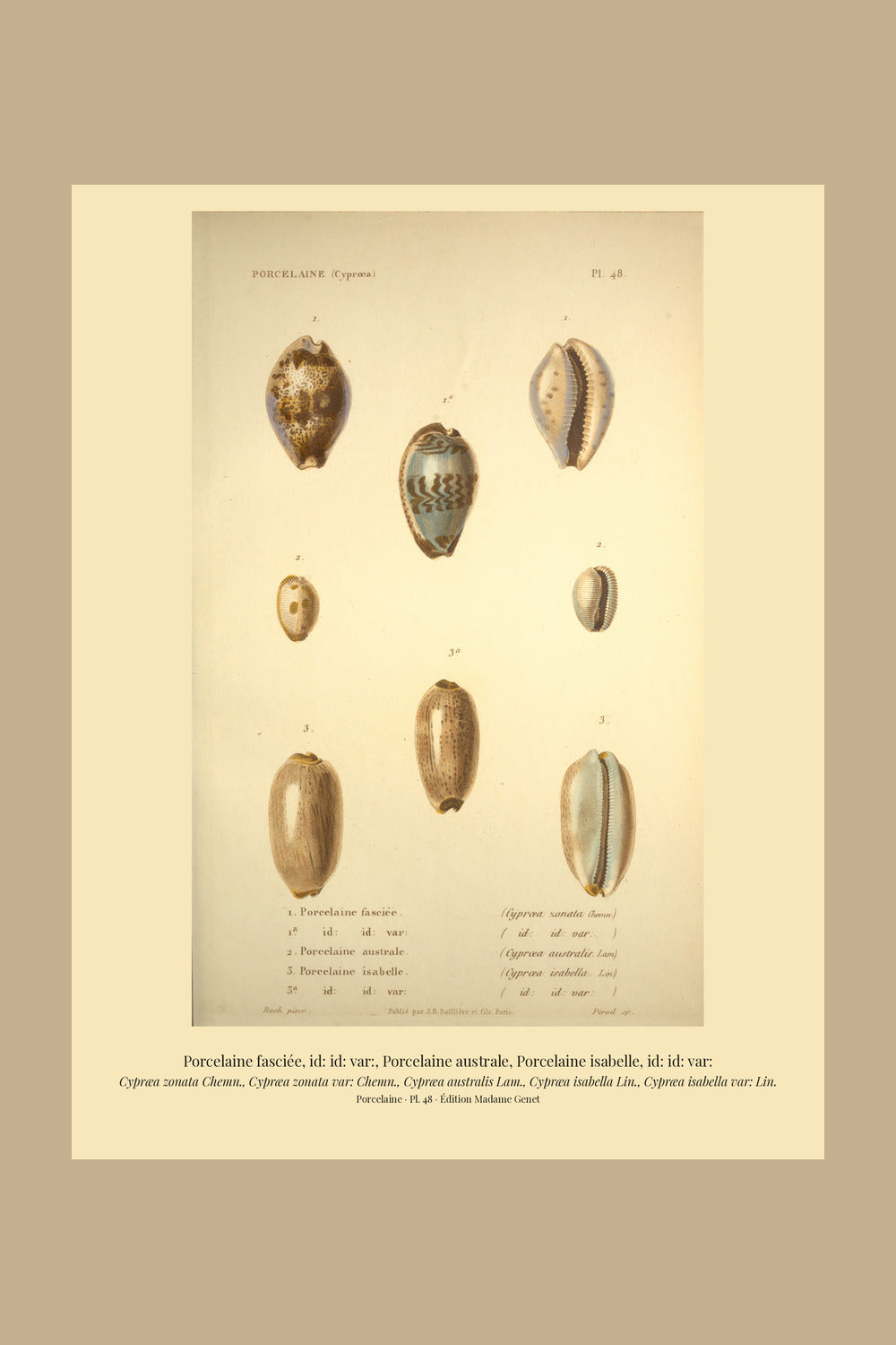 Cypræa zonata, Cypræa zonata var:, Cypræa australis, Cypræa isabella and Cypræa isabella var: — Porcelaine fasciée, id: id: var:, Porcelaine australe, Porcelaine isabelle and id: id: var:, hand-engraved plate 48 from Kiener, Coquilles vivantes, Paris.