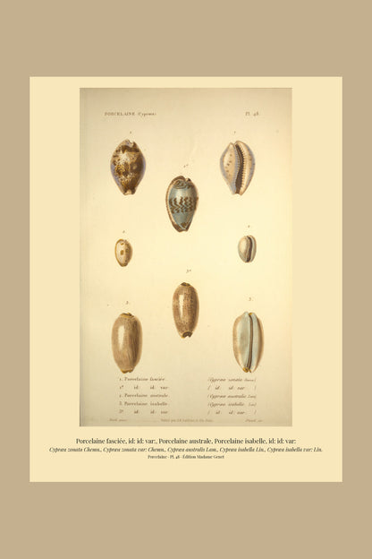 Cypræa zonata, Cypræa zonata var:, Cypræa australis, Cypræa isabella and Cypræa isabella var: — Porcelaine fasciée, id: id: var:, Porcelaine australe, Porcelaine isabelle and id: id: var:, hand-engraved plate 48 from Kiener, Coquilles vivantes, Paris.