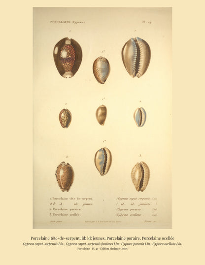 Cypræa caput-serpentis, Cypræa caput-serpentis juniores, Cypræa poraria and Cypræa ocellata — Porcelaine tête-de-serpent, id: id: jeunes, Porcelaine poraire and Porcelaine ocellée, hand-engraved plate 49 from Kiener, Coquilles vivantes, Paris.