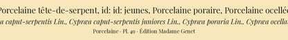 Cypræa caput-serpentis, Cypræa caput-serpentis juniores, Cypræa poraria and Cypræa ocellata — Porcelaine tête-de-serpent, id: id: jeunes, Porcelaine poraire and Porcelaine ocellée, hand-engraved plate 49 from Kiener, Coquilles vivantes, Paris.