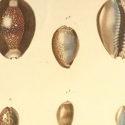 Cypræa caput-serpentis, Cypræa caput-serpentis juniores, Cypræa poraria and Cypræa ocellata — Porcelaine tête-de-serpent, id: id: jeunes, Porcelaine poraire and Porcelaine ocellée, hand-engraved plate 49 from Kiener, Coquilles vivantes, Paris.