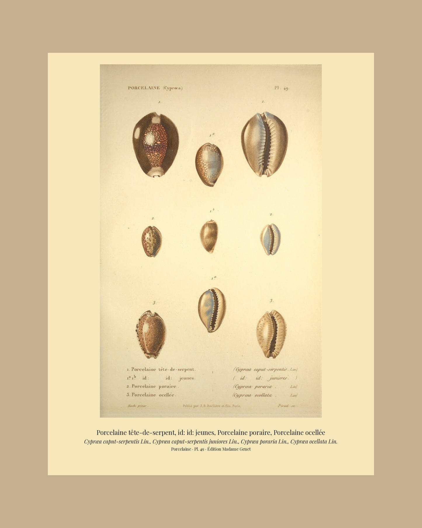 Cypræa caput-serpentis, Cypræa caput-serpentis juniores, Cypræa poraria and Cypræa ocellata — Porcelaine tête-de-serpent, id: id: jeunes, Porcelaine poraire and Porcelaine ocellée, hand-engraved plate 49 from Kiener, Coquilles vivantes, Paris.