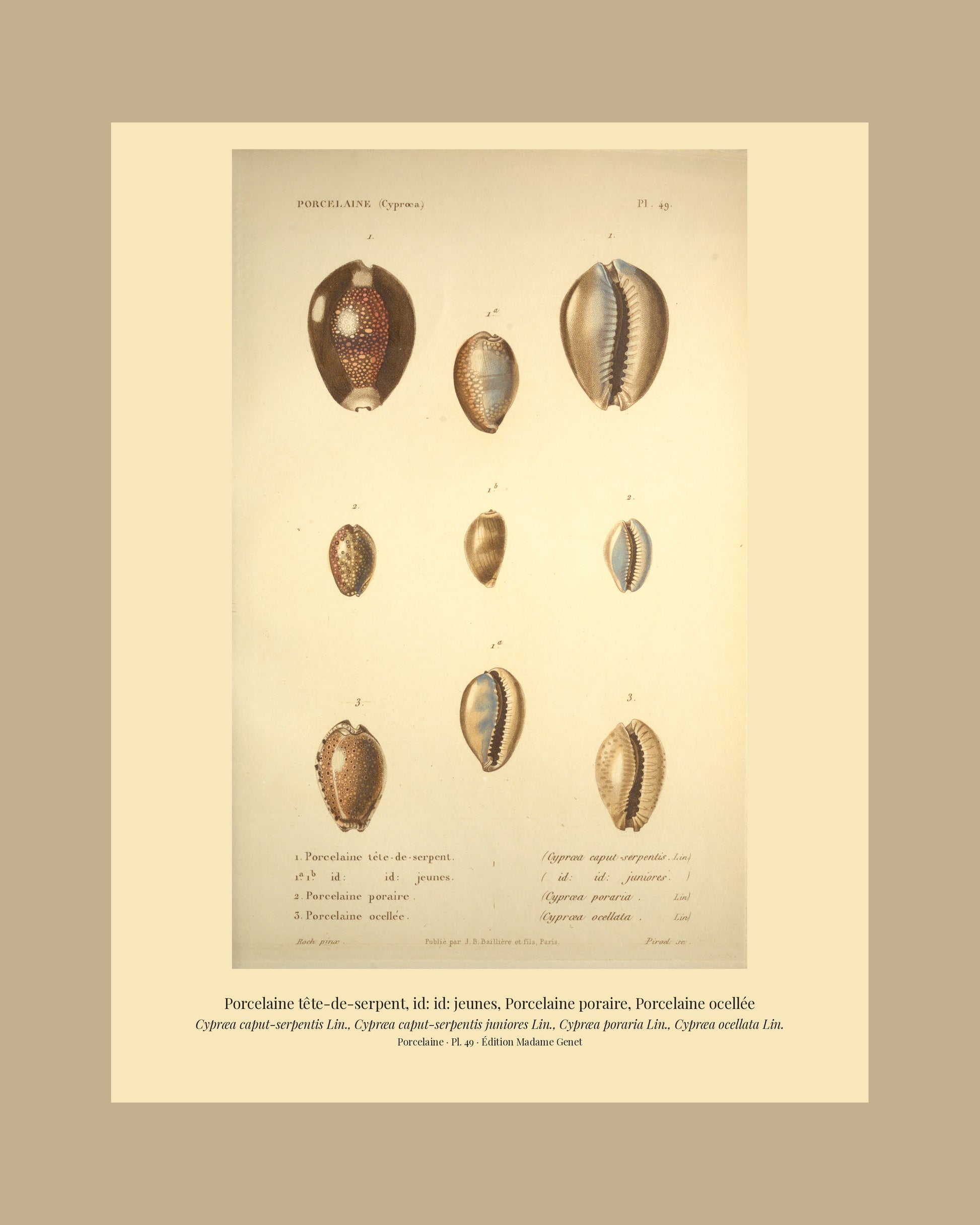 Cypræa caput-serpentis, Cypræa caput-serpentis juniores, Cypræa poraria and Cypræa ocellata — Porcelaine tête-de-serpent, id: id: jeunes, Porcelaine poraire and Porcelaine ocellée, hand-engraved plate 49 from Kiener, Coquilles vivantes, Paris.