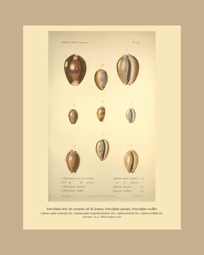 Cypræa caput-serpentis, Cypræa caput-serpentis juniores, Cypræa poraria and Cypræa ocellata — Porcelaine tête-de-serpent, id: id: jeunes, Porcelaine poraire and Porcelaine ocellée, hand-engraved plate 49 from Kiener, Coquilles vivantes, Paris.