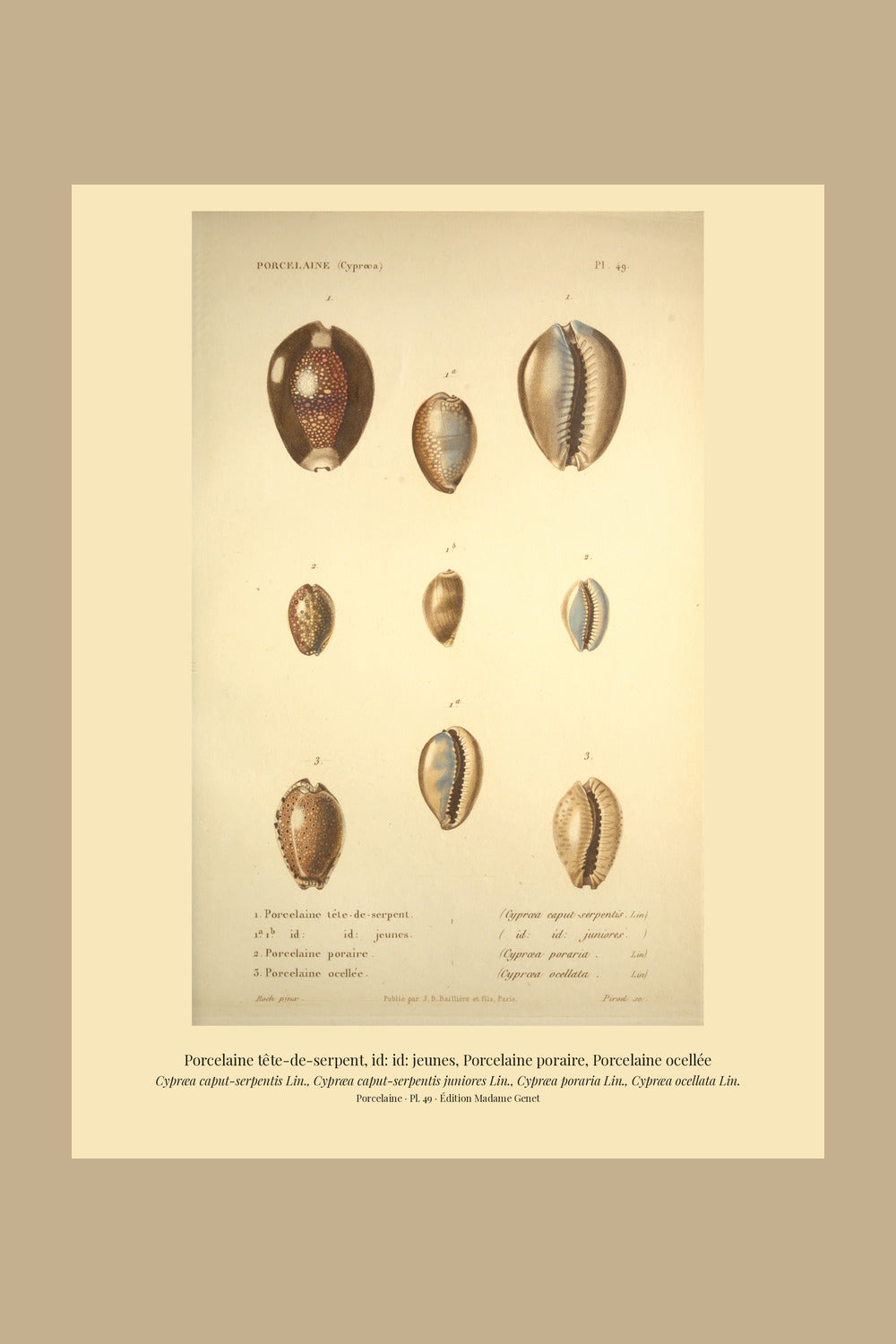 Cypræa caput-serpentis, Cypræa caput-serpentis juniores, Cypræa poraria and Cypræa ocellata — Porcelaine tête-de-serpent, id: id: jeunes, Porcelaine poraire and Porcelaine ocellée, hand-engraved plate 49 from Kiener, Coquilles vivantes, Paris.