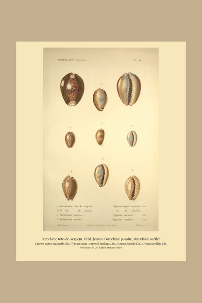 Cypræa caput-serpentis, Cypræa caput-serpentis juniores, Cypræa poraria and Cypræa ocellata — Porcelaine tête-de-serpent, id: id: jeunes, Porcelaine poraire and Porcelaine ocellée, hand-engraved plate 49 from Kiener, Coquilles vivantes, Paris.