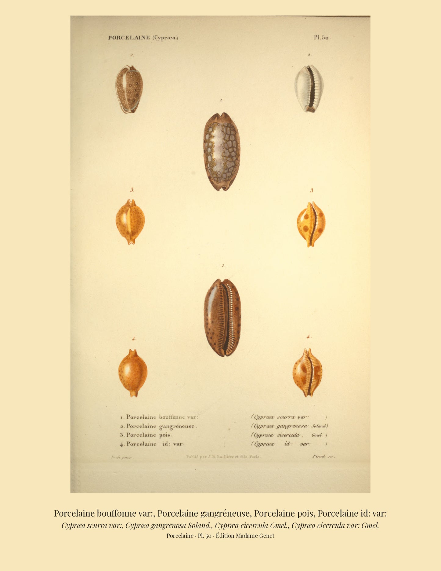 Cypræa scurra var:, Cypræa gangrenosa, Cypræa cicercula and Cypræa cicercula var: — Porcelaine bouffonne var:, Porcelaine gangréneuse, Porcelaine pois and Porcelaine id: var:, hand-engraved plate 50 from Kiener, Coquilles vivantes, Paris.