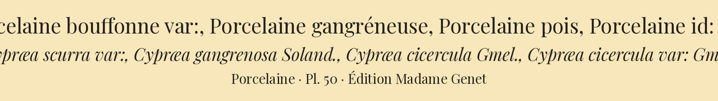 Cypræa scurra var:, Cypræa gangrenosa, Cypræa cicercula and Cypræa cicercula var: — Porcelaine bouffonne var:, Porcelaine gangréneuse, Porcelaine pois and Porcelaine id: var:, hand-engraved plate 50 from Kiener, Coquilles vivantes, Paris.