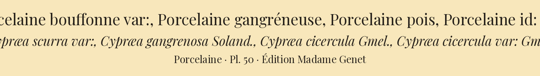 Cypræa scurra var:, Cypræa gangrenosa, Cypræa cicercula and Cypræa cicercula var: — Porcelaine bouffonne var:, Porcelaine gangréneuse, Porcelaine pois and Porcelaine id: var:, hand-engraved plate 50 from Kiener, Coquilles vivantes, Paris.