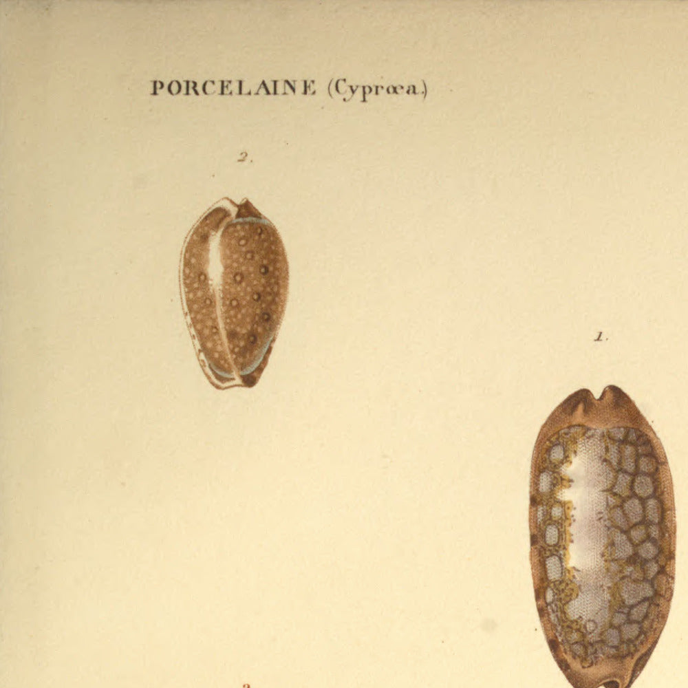 Cypræa scurra var:, Cypræa gangrenosa, Cypræa cicercula and Cypræa cicercula var: — Porcelaine bouffonne var:, Porcelaine gangréneuse, Porcelaine pois and Porcelaine id: var:, hand-engraved plate 50 from Kiener, Coquilles vivantes, Paris.