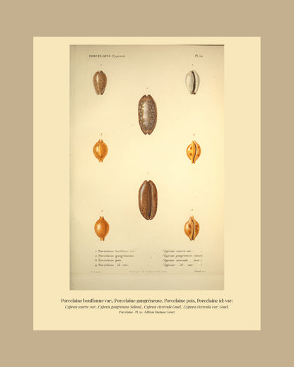 Cypræa scurra var:, Cypræa gangrenosa, Cypræa cicercula and Cypræa cicercula var: — Porcelaine bouffonne var:, Porcelaine gangréneuse, Porcelaine pois and Porcelaine id: var:, hand-engraved plate 50 from Kiener, Coquilles vivantes, Paris.