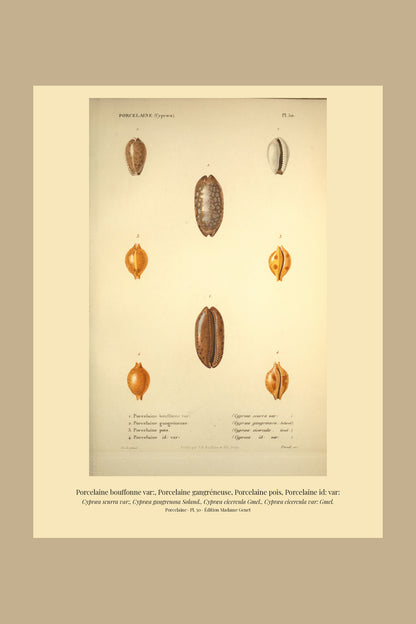 Cypræa scurra var:, Cypræa gangrenosa, Cypræa cicercula and Cypræa cicercula var: — Porcelaine bouffonne var:, Porcelaine gangréneuse, Porcelaine pois and Porcelaine id: var:, hand-engraved plate 50 from Kiener, Coquilles vivantes, Paris.