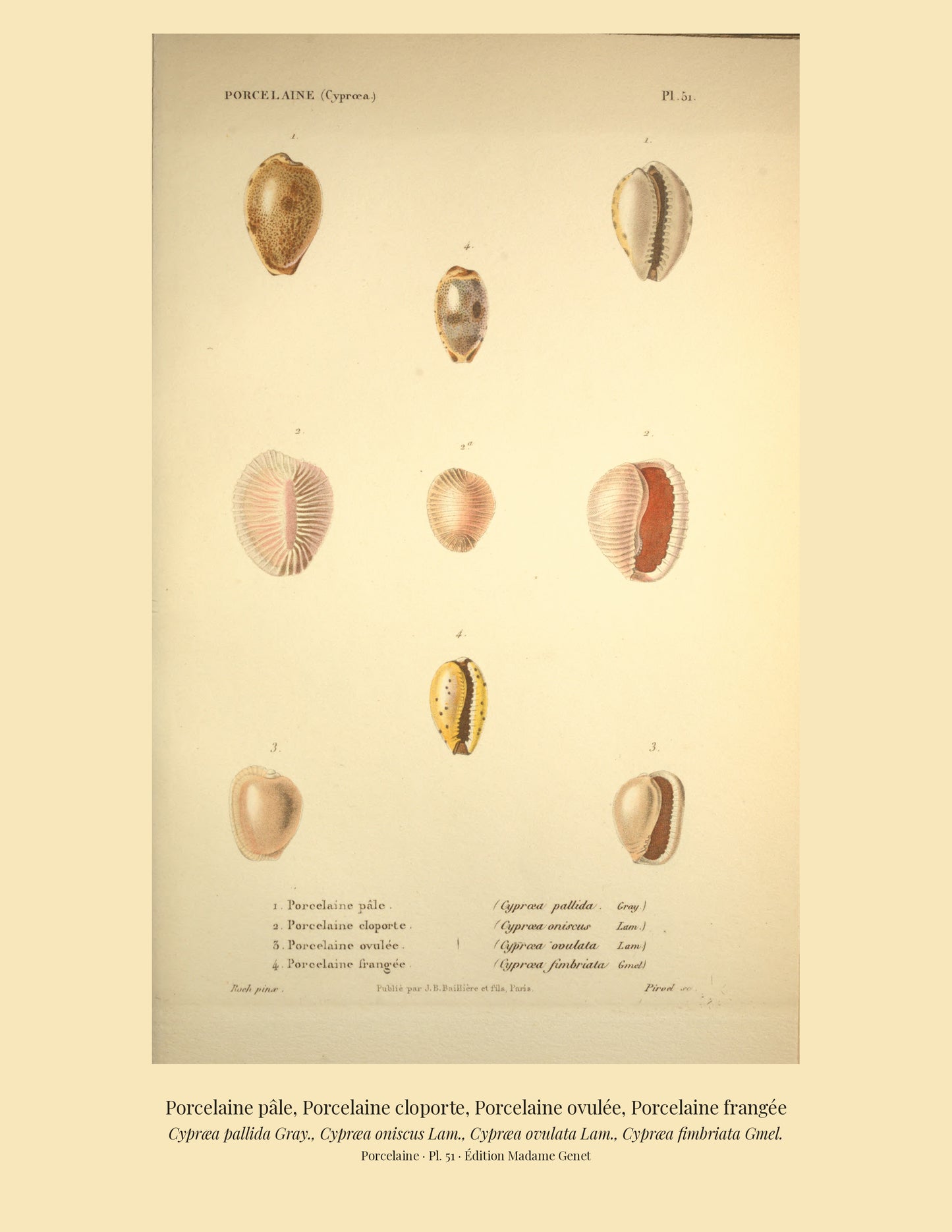 Cypræa pallida, Cypræa oniscus, Cypræa ovulata and Cypræa fimbriata — Porcelaine pâle, Porcelaine cloporte, Porcelaine ovulée and Porcelaine frangée, hand-engraved plate 51 from Kiener, Coquilles vivantes, Paris.