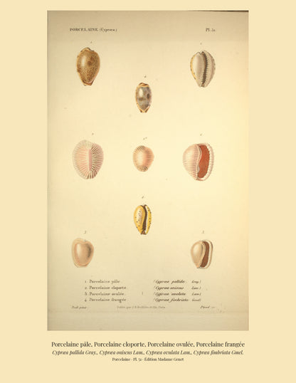 Cypræa pallida, Cypræa oniscus, Cypræa ovulata and Cypræa fimbriata — Porcelaine pâle, Porcelaine cloporte, Porcelaine ovulée and Porcelaine frangée, hand-engraved plate 51 from Kiener, Coquilles vivantes, Paris.