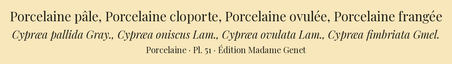 Cypræa pallida, Cypræa oniscus, Cypræa ovulata and Cypræa fimbriata — Porcelaine pâle, Porcelaine cloporte, Porcelaine ovulée and Porcelaine frangée, hand-engraved plate 51 from Kiener, Coquilles vivantes, Paris.
