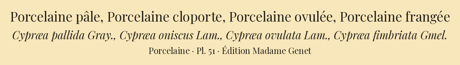Cypræa pallida, Cypræa oniscus, Cypræa ovulata and Cypræa fimbriata — Porcelaine pâle, Porcelaine cloporte, Porcelaine ovulée and Porcelaine frangée, hand-engraved plate 51 from Kiener, Coquilles vivantes, Paris.