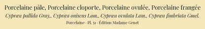 Cypræa pallida, Cypræa oniscus, Cypræa ovulata and Cypræa fimbriata — Porcelaine pâle, Porcelaine cloporte, Porcelaine ovulée and Porcelaine frangée, hand-engraved plate 51 from Kiener, Coquilles vivantes, Paris.