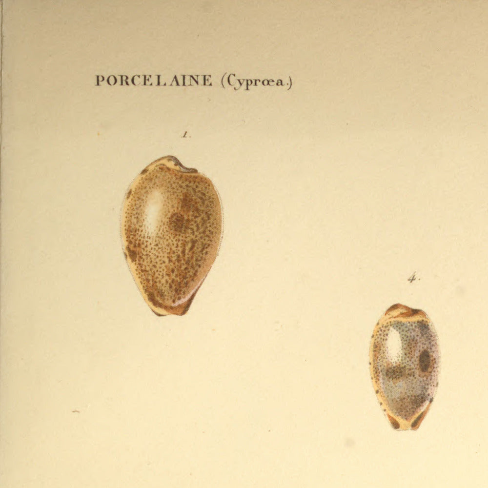 Cypræa pallida, Cypræa oniscus, Cypræa ovulata and Cypræa fimbriata — Porcelaine pâle, Porcelaine cloporte, Porcelaine ovulée and Porcelaine frangée, hand-engraved plate 51 from Kiener, Coquilles vivantes, Paris.