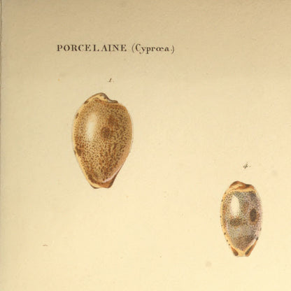 Cypræa pallida, Cypræa oniscus, Cypræa ovulata and Cypræa fimbriata — Porcelaine pâle, Porcelaine cloporte, Porcelaine ovulée and Porcelaine frangée, hand-engraved plate 51 from Kiener, Coquilles vivantes, Paris.