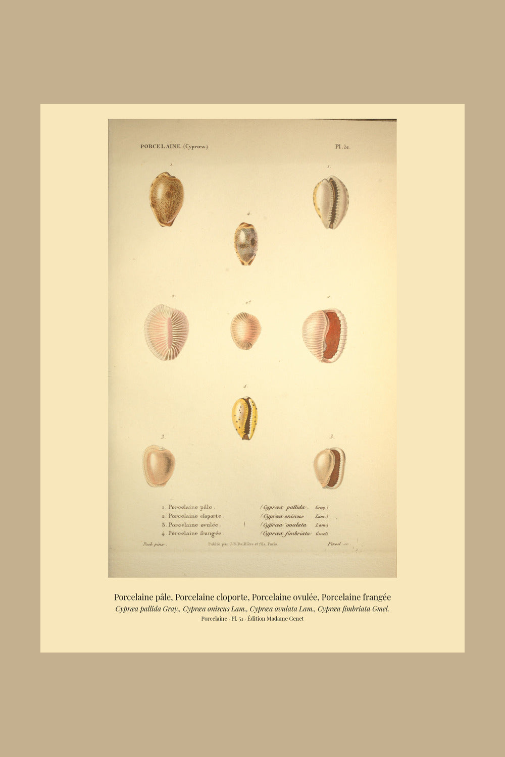 Cypræa pallida, Cypræa oniscus, Cypræa ovulata and Cypræa fimbriata — Porcelaine pâle, Porcelaine cloporte, Porcelaine ovulée and Porcelaine frangée, hand-engraved plate 51 from Kiener, Coquilles vivantes, Paris.