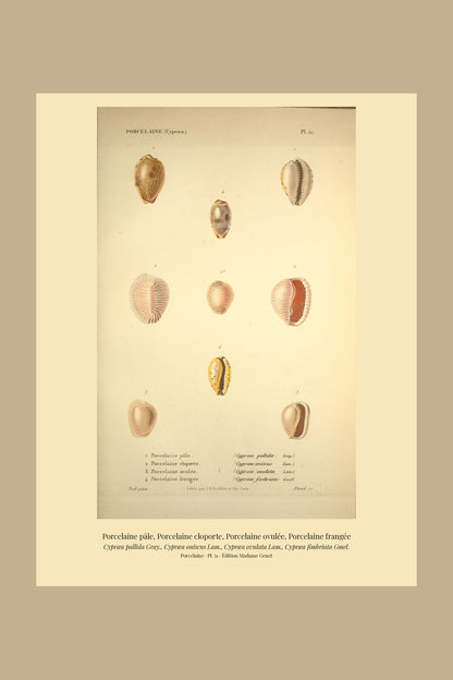 Cypræa pallida, Cypræa oniscus, Cypræa ovulata and Cypræa fimbriata — Porcelaine pâle, Porcelaine cloporte, Porcelaine ovulée and Porcelaine frangée, hand-engraved plate 51 from Kiener, Coquilles vivantes, Paris.